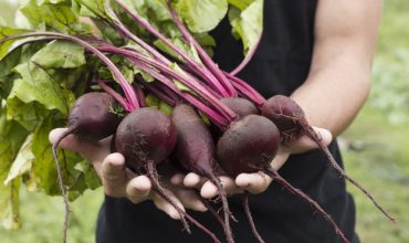 Bagaimana Cara Mengolah Buah Bit dengan Benar?
